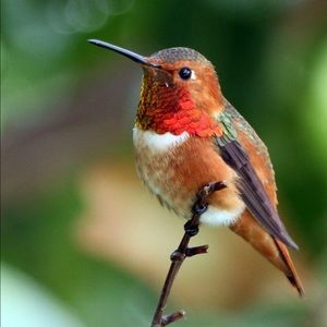 Meet your Posher, Chloe